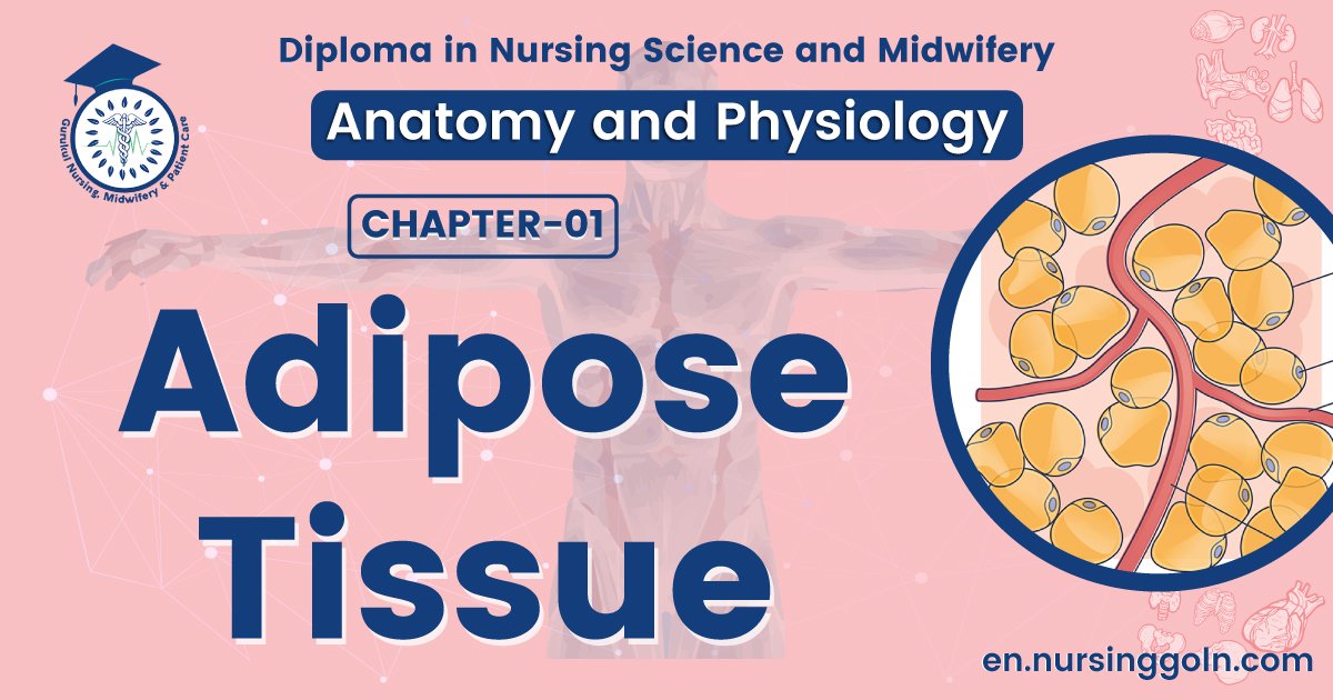Adipose tissue | CHAPTER 1 | Anatomy and physiology