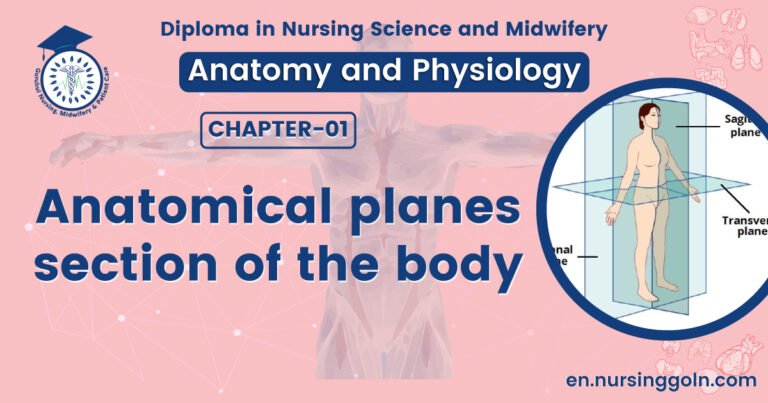 Anatomical planes/section of the body | CHAPTER 1 | Anatomy and Physiology