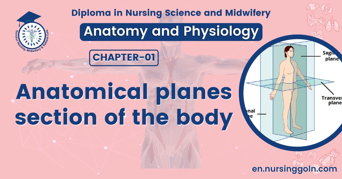 Anatomical planes/section of the body | CHAPTER 1 | Anatomy and Physiology