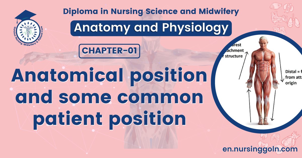 Anatomical position and some common patient position | CHAPTER 1 | Anatomy and physiology