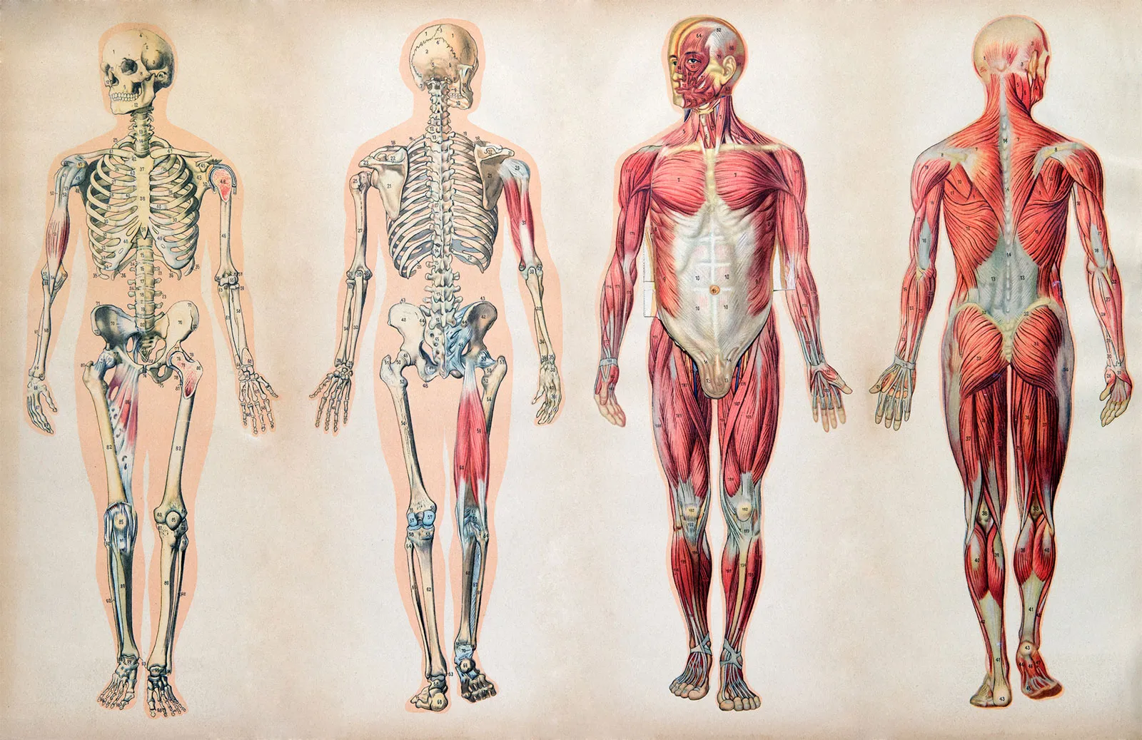 Common disorders and common termionlogy | CHAPTER 9 | Anatomy and Physiology