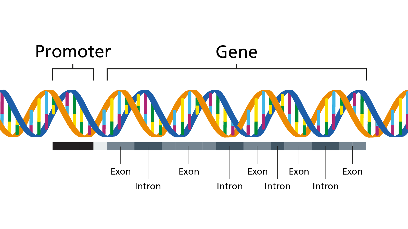 Cell membrane | CHAPTER 1 | Anatomy and physiology