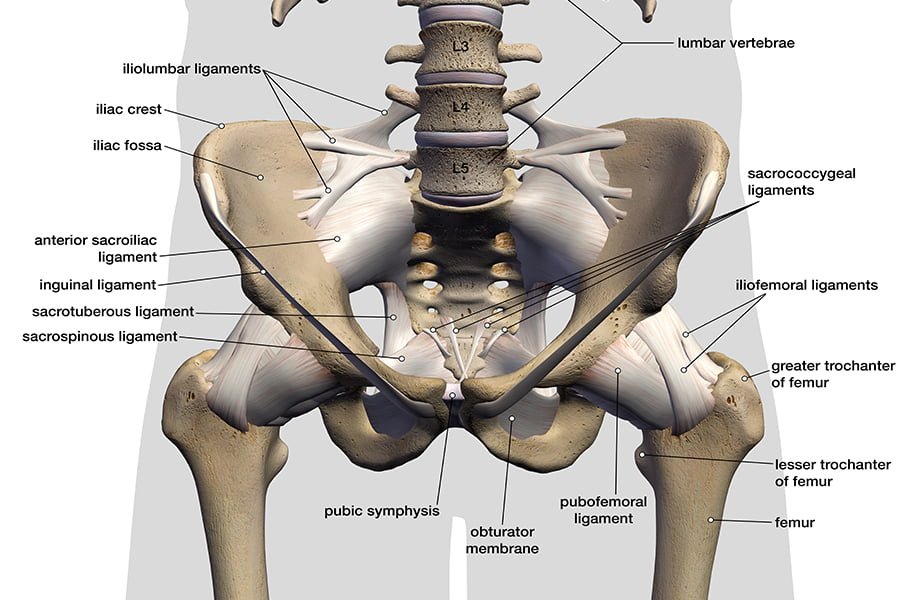 Hip Dislocation | CHAPTER 6 | Orthopedic Nursing