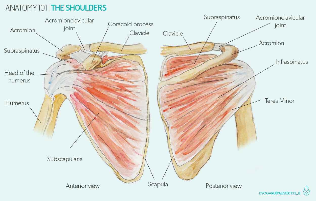  shoulder dislocation