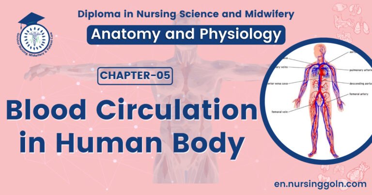 Blood circulation in human body | CHAPTER 5 | Anatomy and Physiology