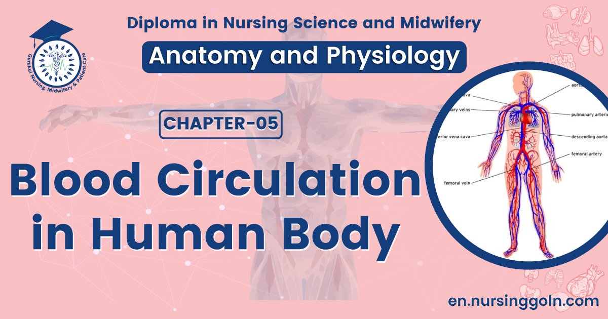 Blood circulation in human body | CHAPTER 5 | Anatomy and Physiology