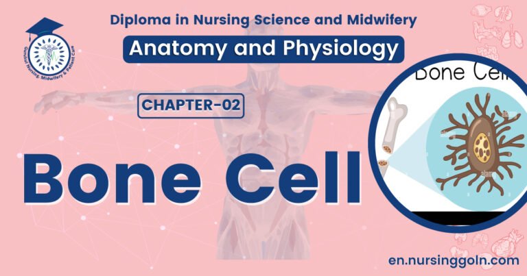 Bone cell | CHAPTER 2 | Anatomy and Physiology