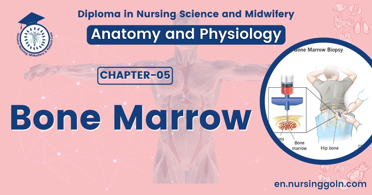 Bone marrow | CHAPTER 5 | Anatomy and Physiology