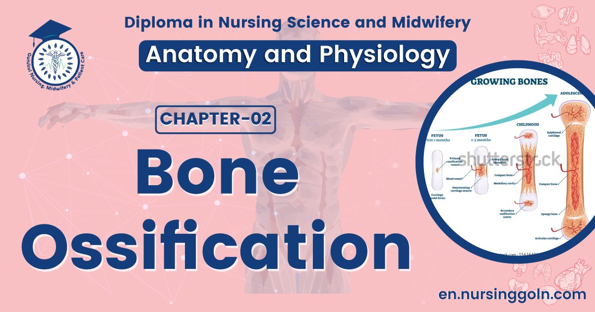 Bone ossification | CHAPTER 2 | Anatomy and Physiology
