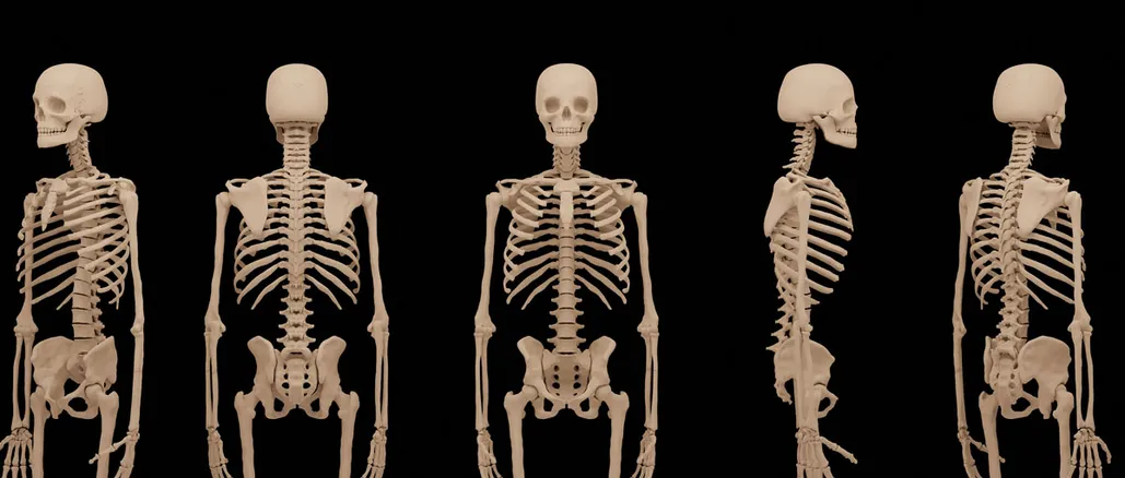 Review of Anatomy & Physiology of Musculoskeletal System | CHAPTER 2 | Orthopedic Nursing