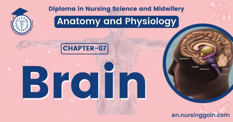 Concept about Brain | CHAPTER 7 | Anatomy and Physiology