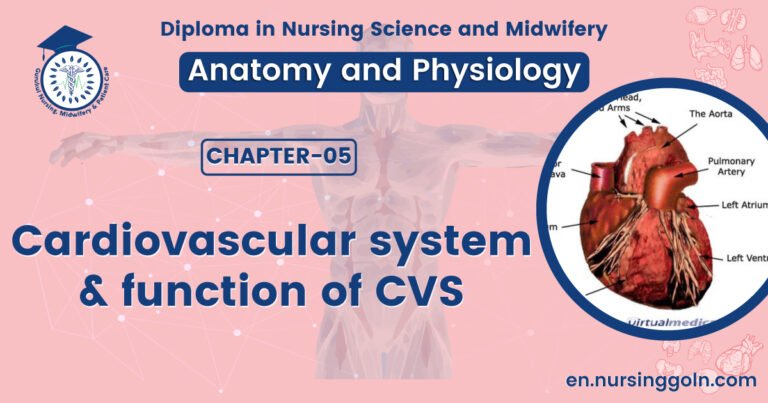 Cardiovascular system & function of CVS | CHAPTER 5 | Anatomy and Physiology