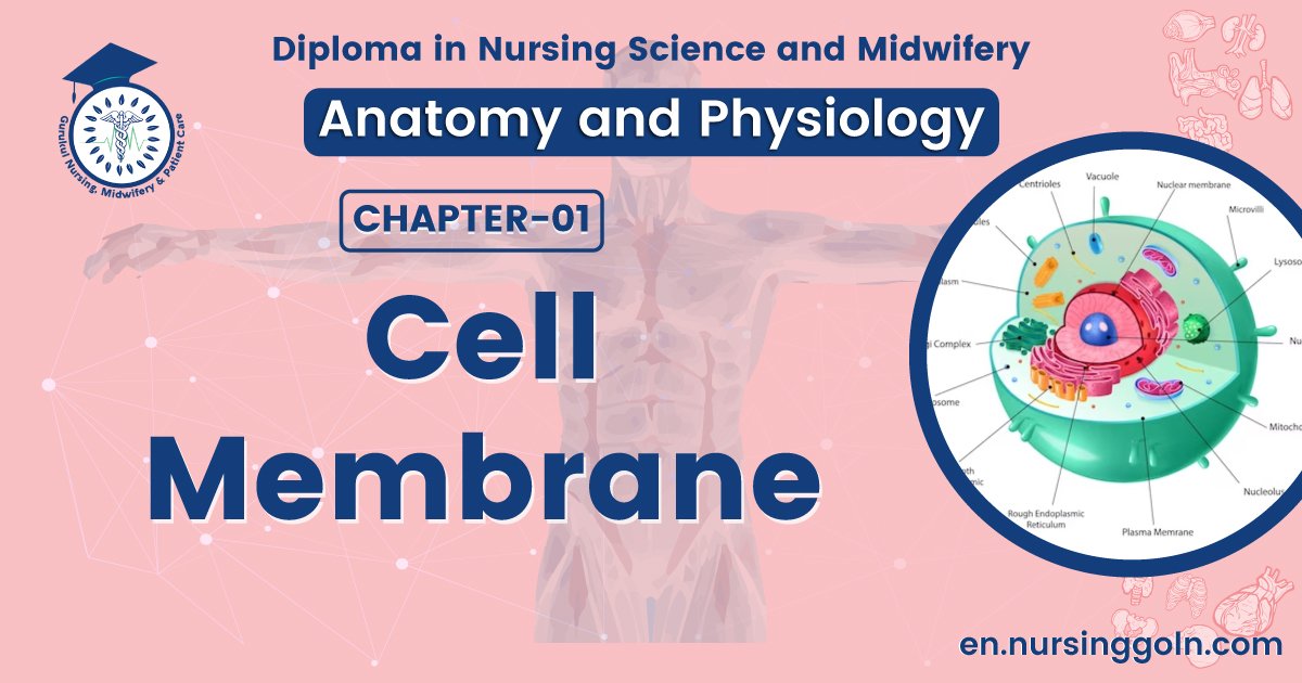 Cell membrane | CHAPTER 1 | Anatomy and physiology