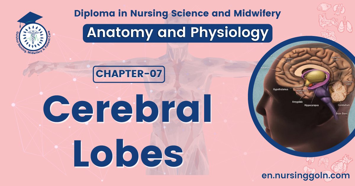 Cerebral lobes | CHAPTER 7 | Anatomy and Physiology