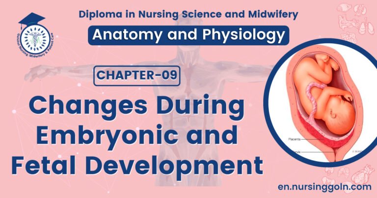 Changes During Embryonic and Fetal Development | CHAPTER 9 | Anatomy and Physiology