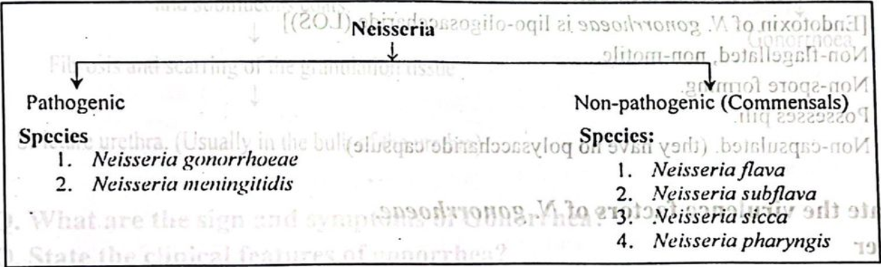 Neissería Gonorrhoeae