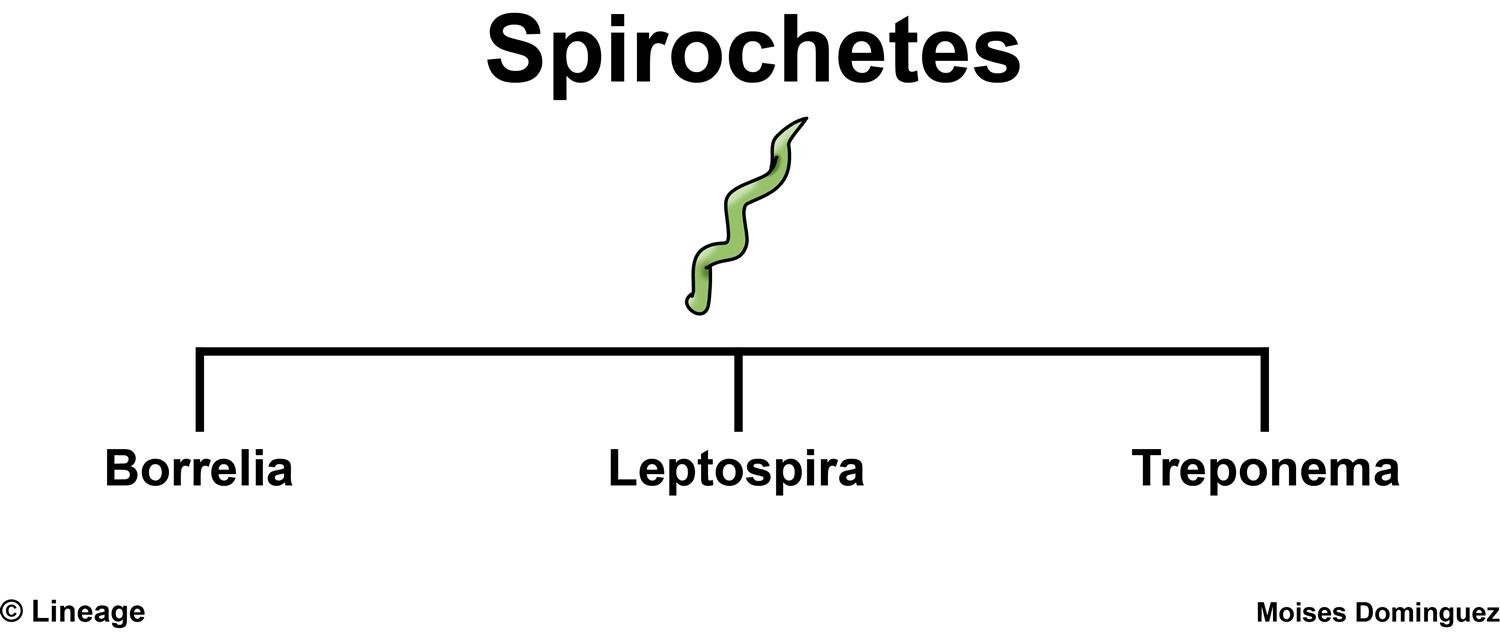all about spirochetes