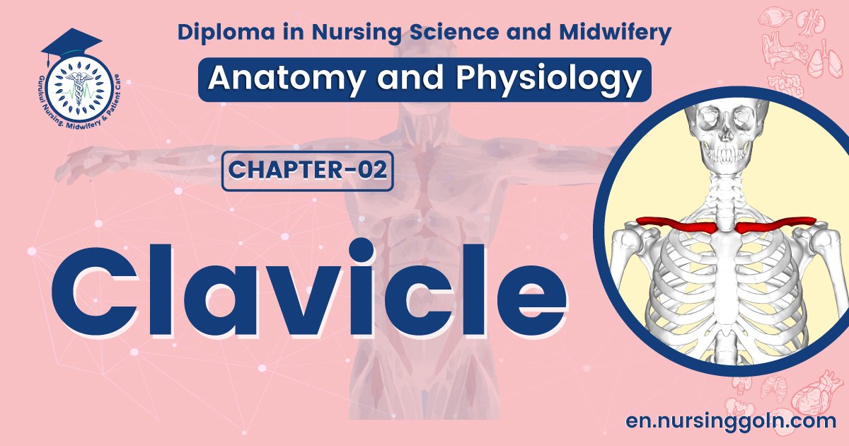 Concept about Clavicle | CHAPTER 2 | Anatomy and Physiology