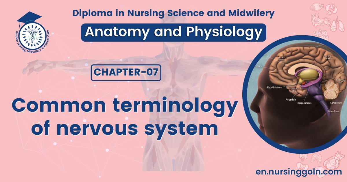 Common terminology of nervous system | CHAPTER 7 | Anatomy and Physiology