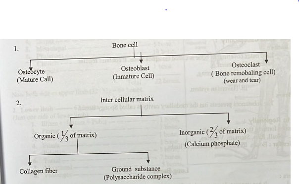 Composition of Bone