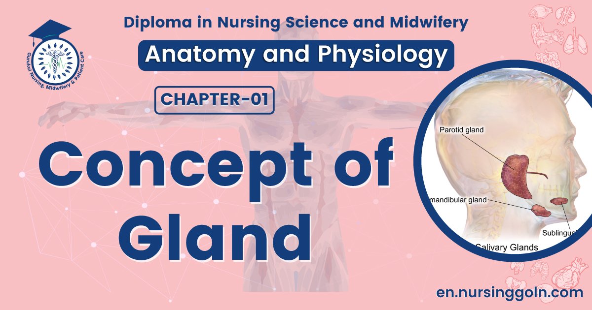 Concept of Gland | CHAPTER 1 | Anatomy and physiology