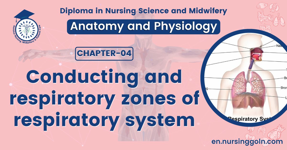 Conducting and respiratory zones of respiratory system | CHAPTER 4 | Anatomy and Physiology