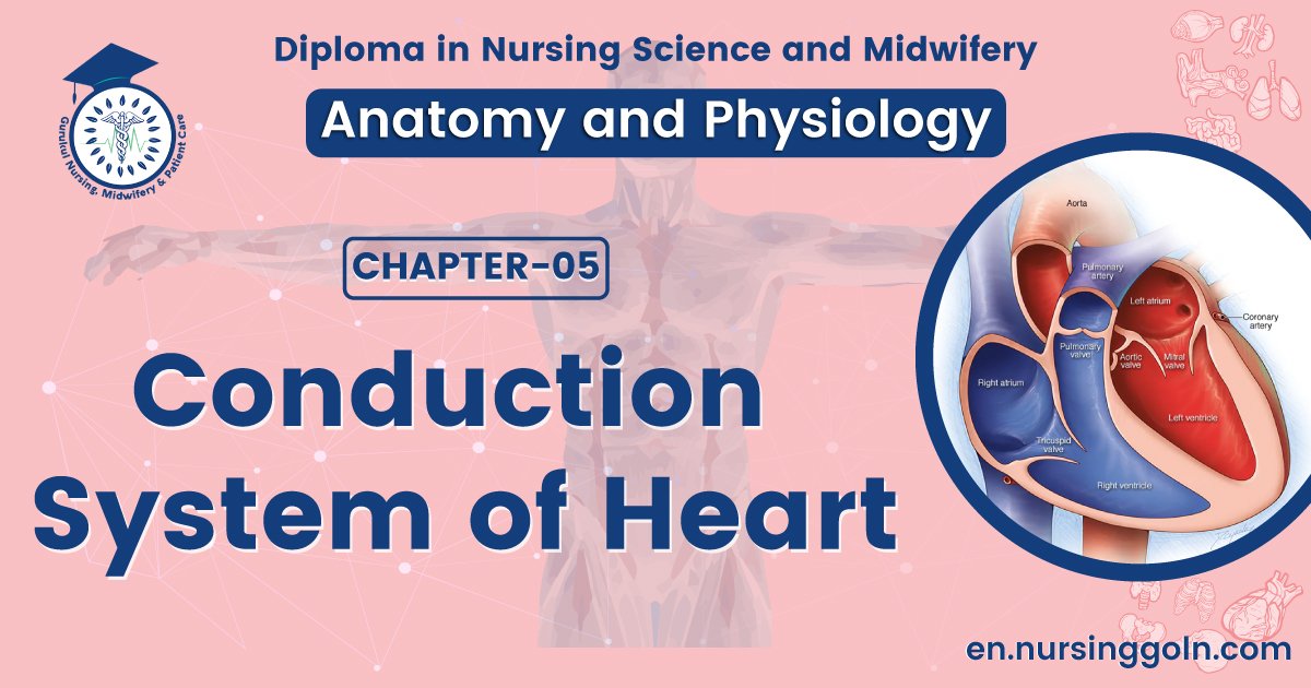 Conduction system of Heart | CHAPTER 5 | Anatomy and Physiology