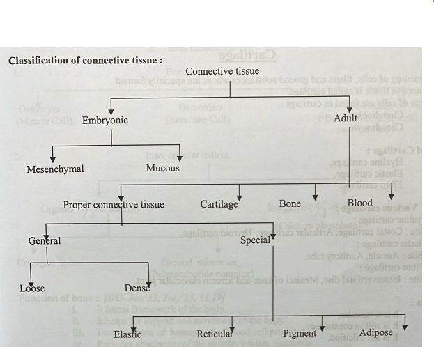 Connective tissue