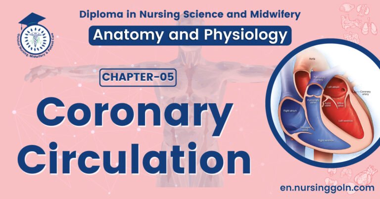 Coronary circulation | CHAPTER 5 | Anatomy and Physiology