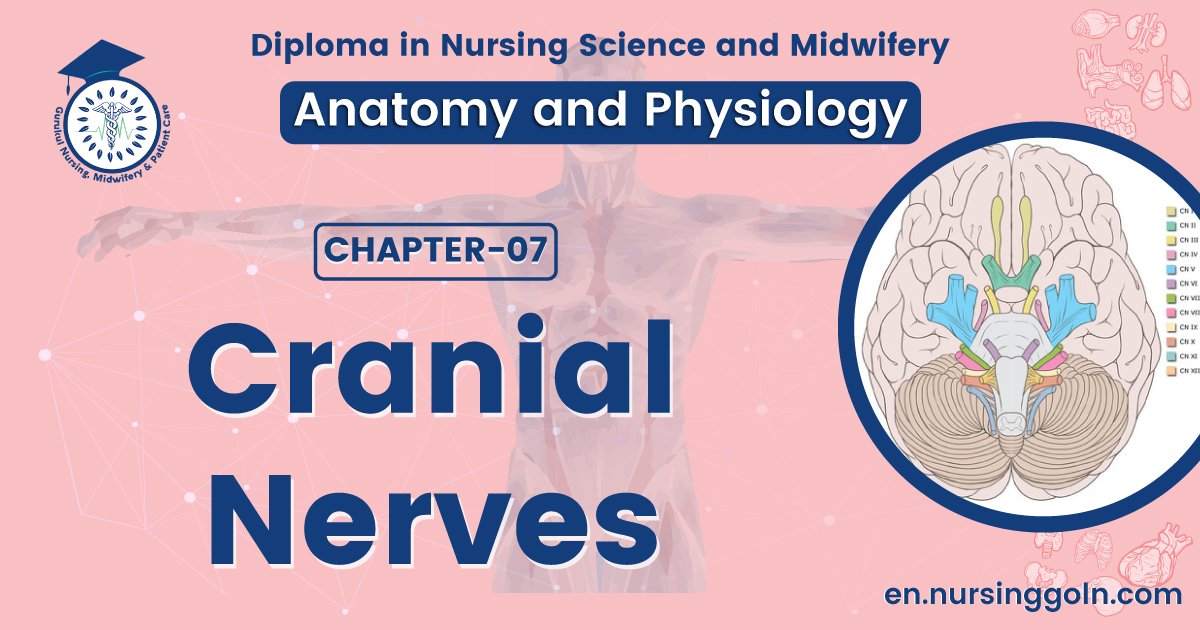 Cranial nerves | CHAPTER 7 | Anatomy and Physiology