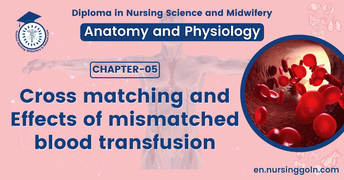 Cross matching and Effects of mismatched blood transfusion | CHAPTER 5 | Anatomy and Physiology