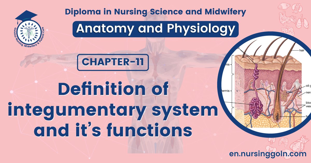 Definition of integumentary system and it's functions | CHAPTER 11 | Anatomy and Physiology