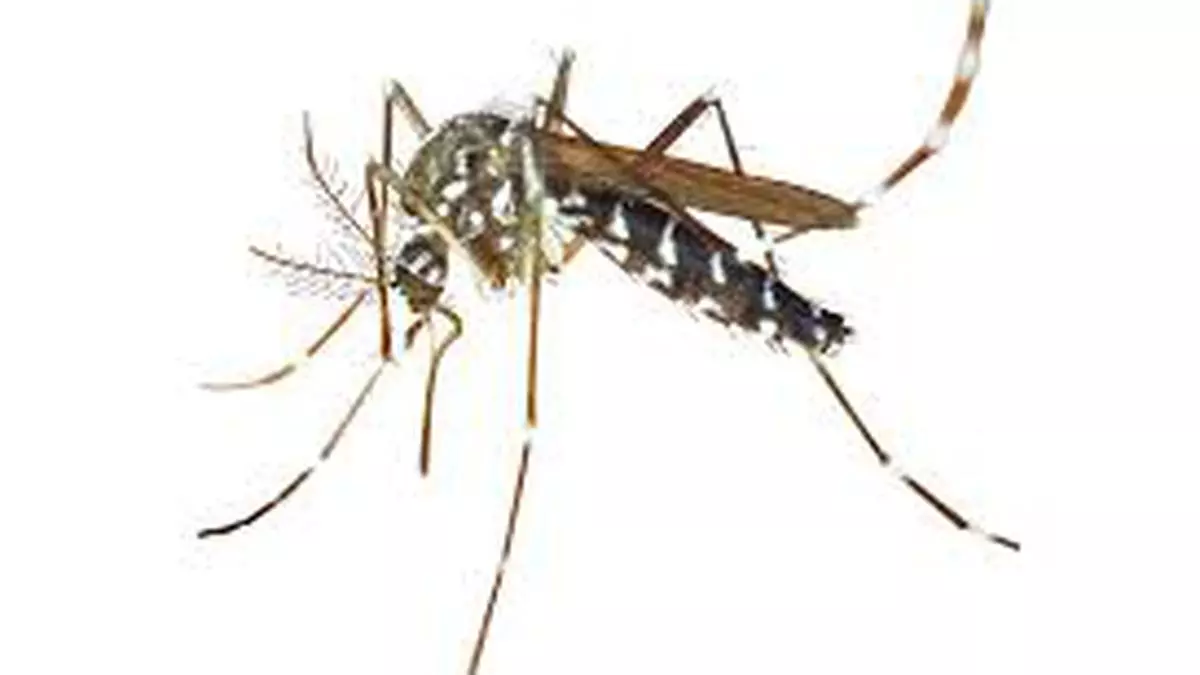 Definition of Dengu | Chapter 5 | Medical And Surgical Nursing