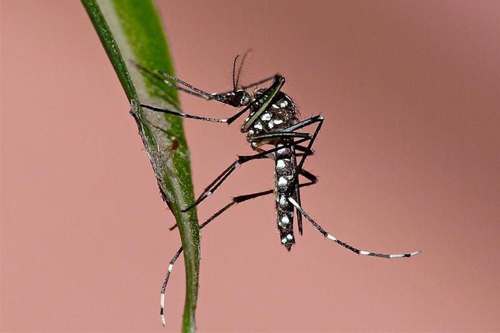 Definition of Dengu | Chapter 5 | Medical And Surgical Nursing