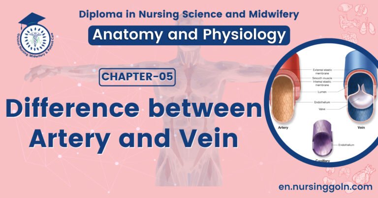 Difference between Artery and Vein | CHAPTER 5 | Anatomy and Physiology