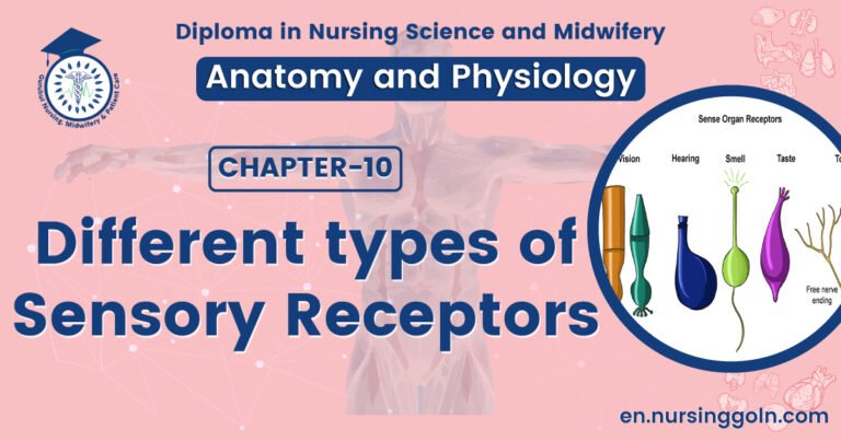 Different types of sensory receptors | CHAPTER 10 | Anatomy and Physiology