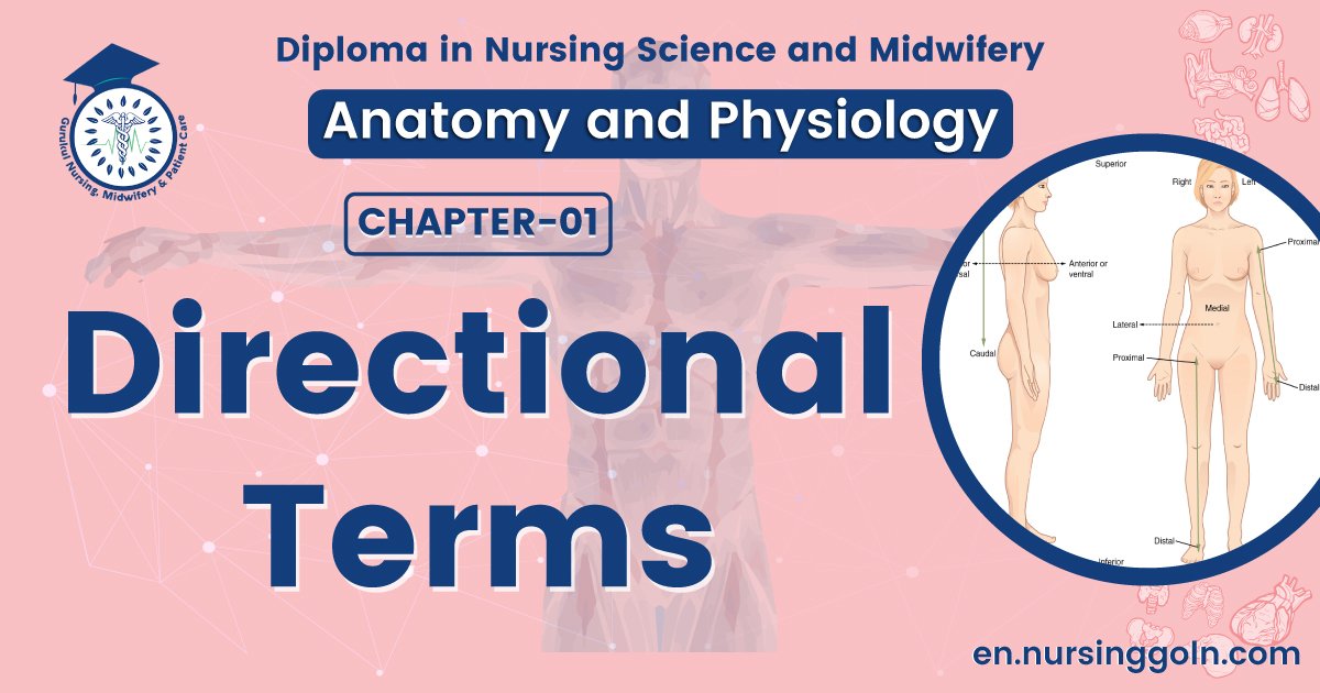 Directional terms | CHAPTER 1 | Anatomy and Physiology