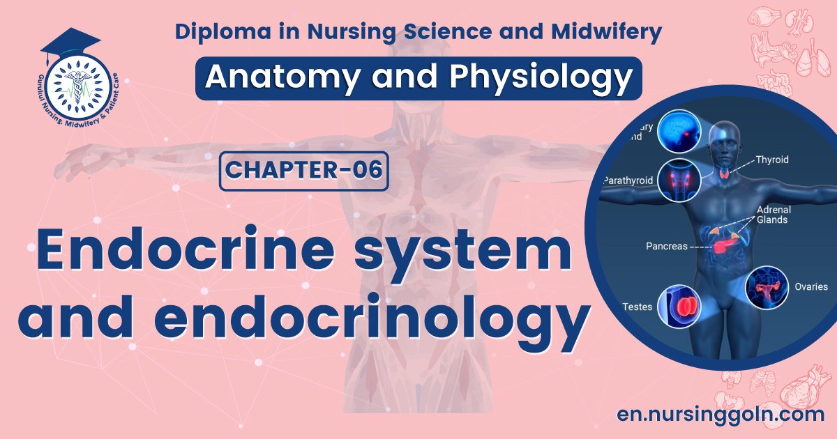 Endocrine system and endocrinology | CHAPTER 6 | Anatomy and Physiology