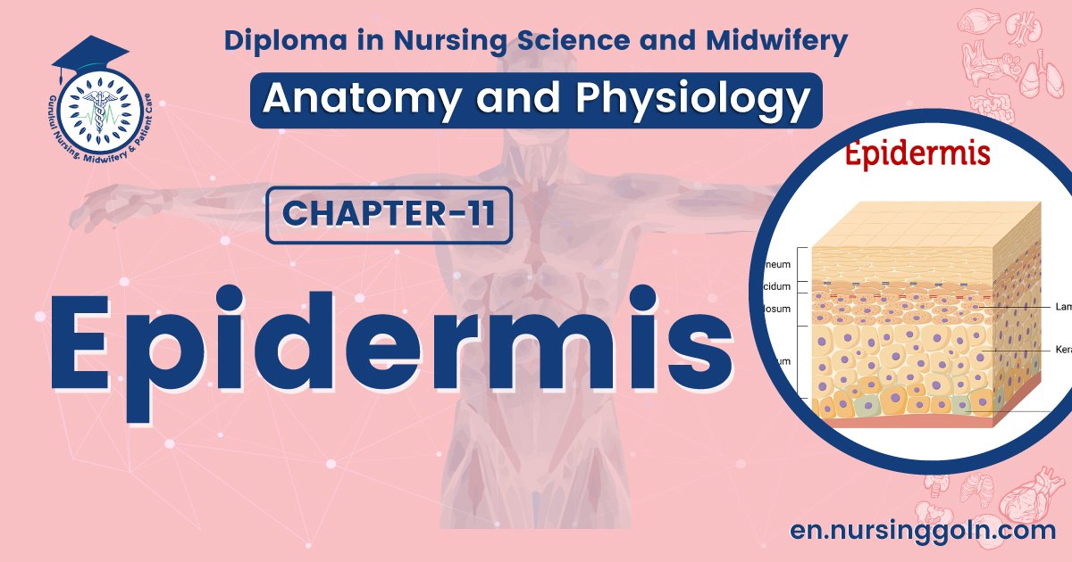 Concept about Epidermis | CHAPTER 11 | Anatomy and Physiology