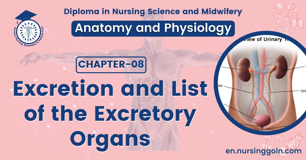 Excretion and list of the excretory organs