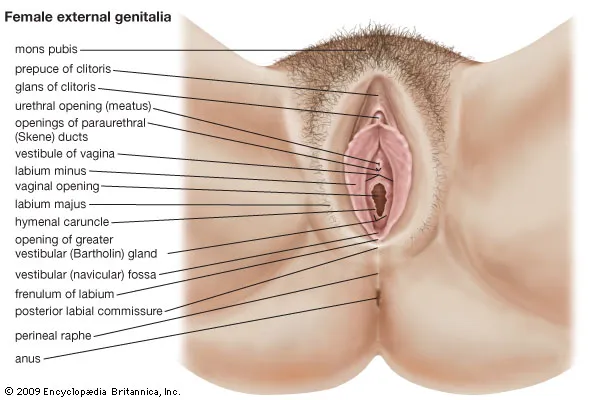 Female External Genital organ