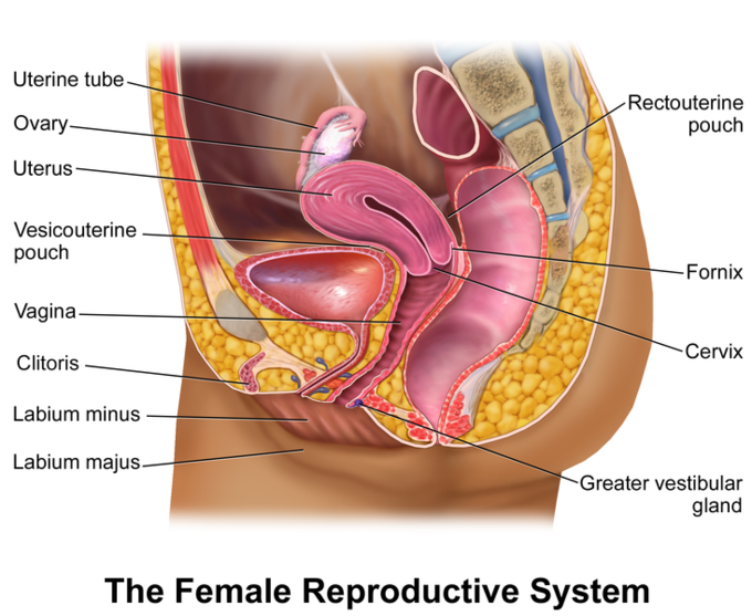 Female reproductive organs transverse section