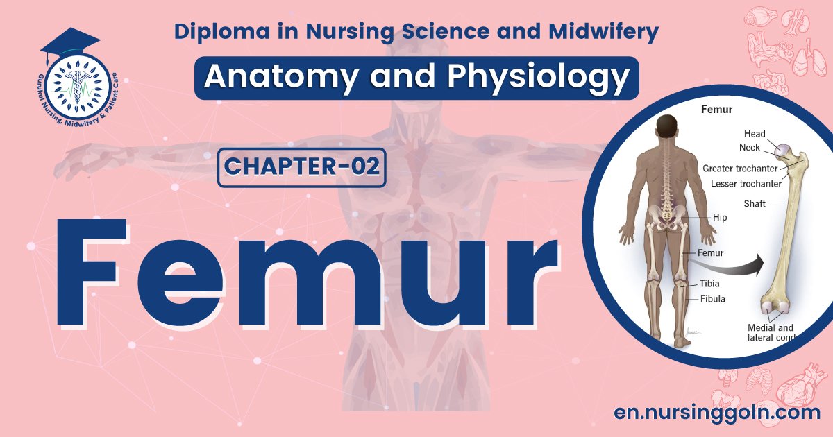 Concept about Femur | CHAPTER 2 | Anatomy and Physiology