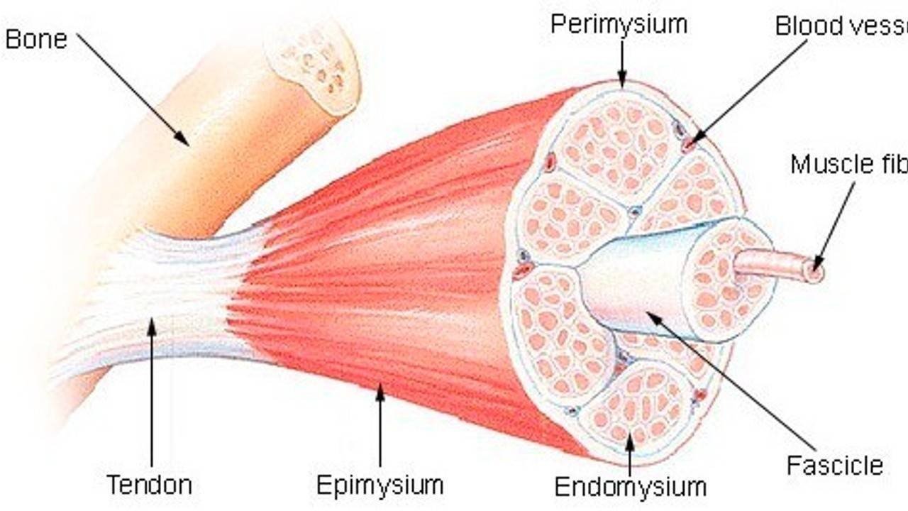 Review of Anatomy & Physiology of Musculoskeletal System | CHAPTER 2 | Orthopedic Nursing