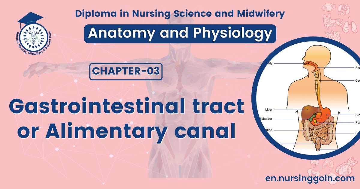 Gastrointestinal tract or Alimentary canal | CHAPTER 3 | Anatomy and Physiology