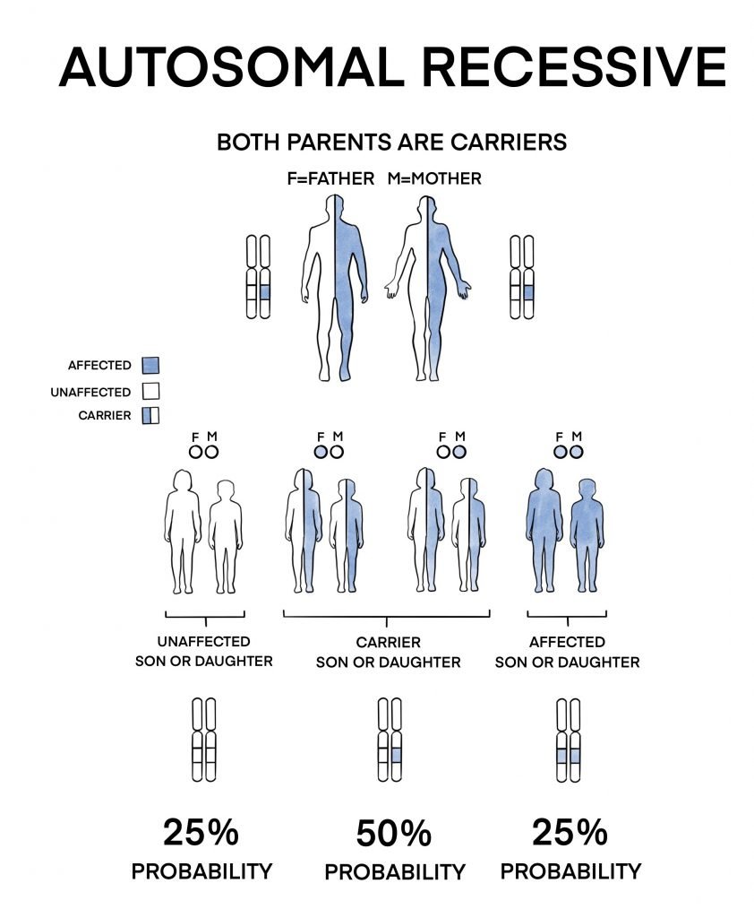 Genetic Inheritance