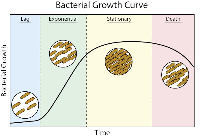 bacterial growth curve