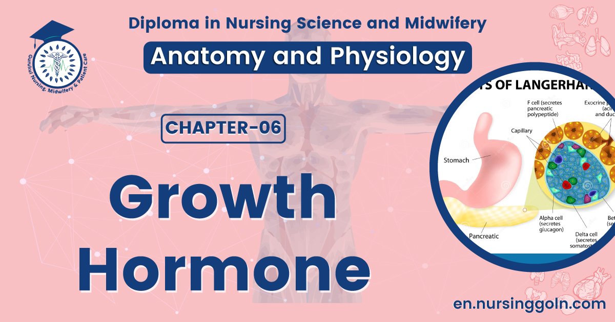Growth hormone | CHAPTER 6 | Anatomy and Physiology