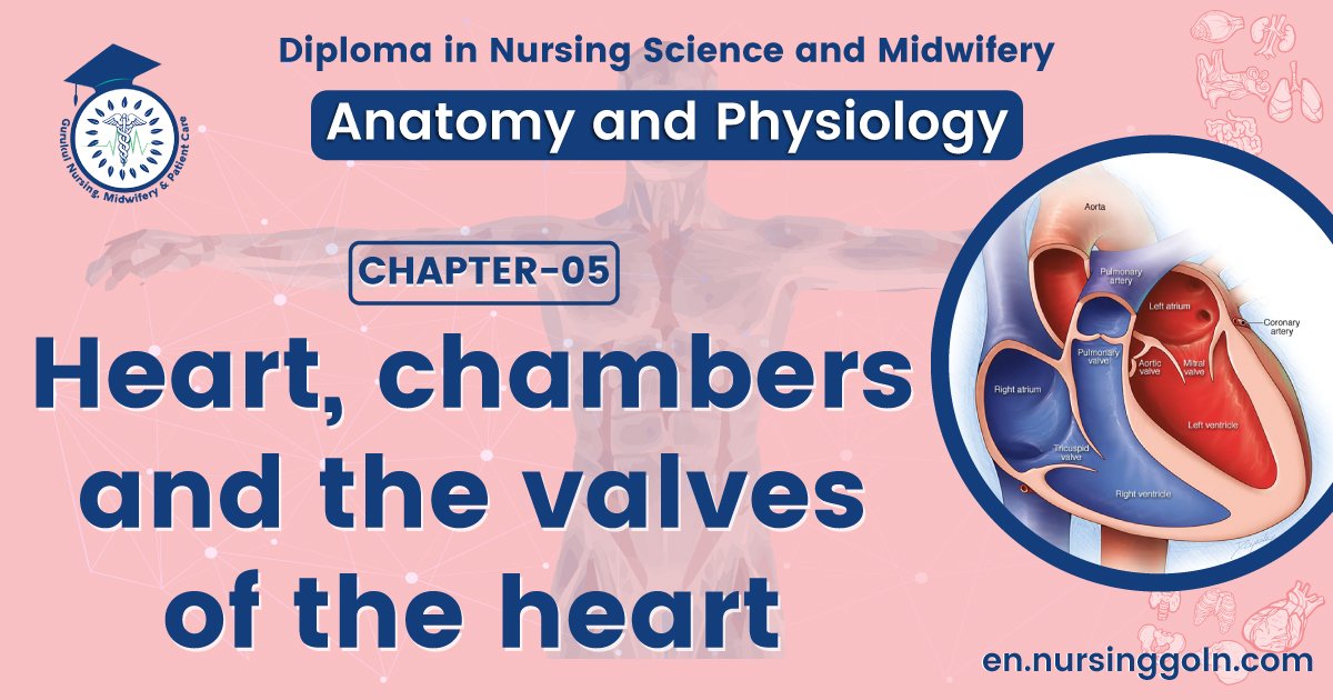 Heart, chambers and the valves of the heart | CHAPTER 5 | Anatomy and Physiology
