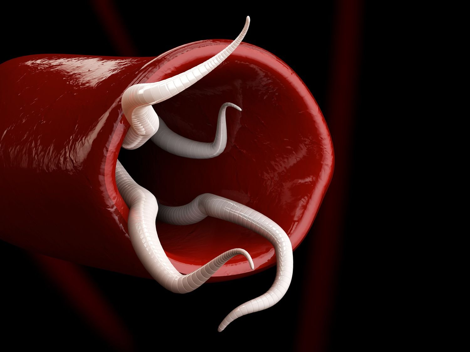 Definition of Helminthes 